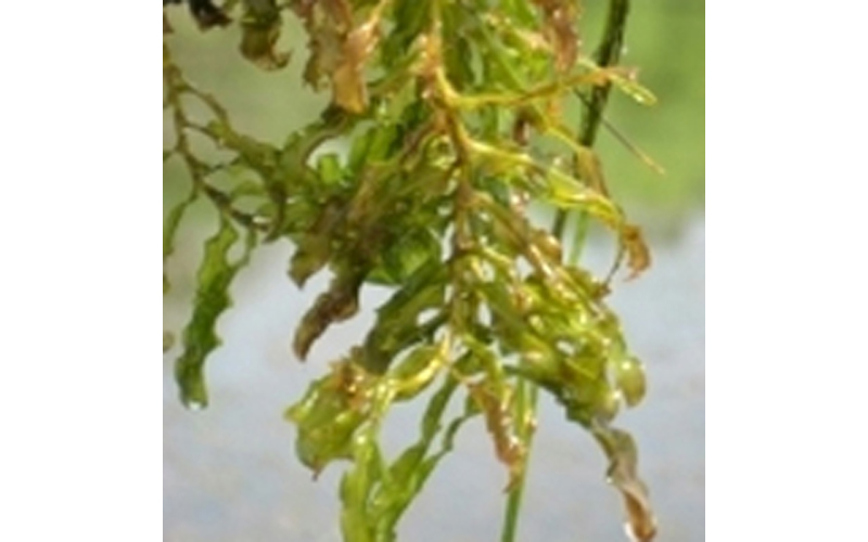 When to Treat Curlyleaf Pondweed